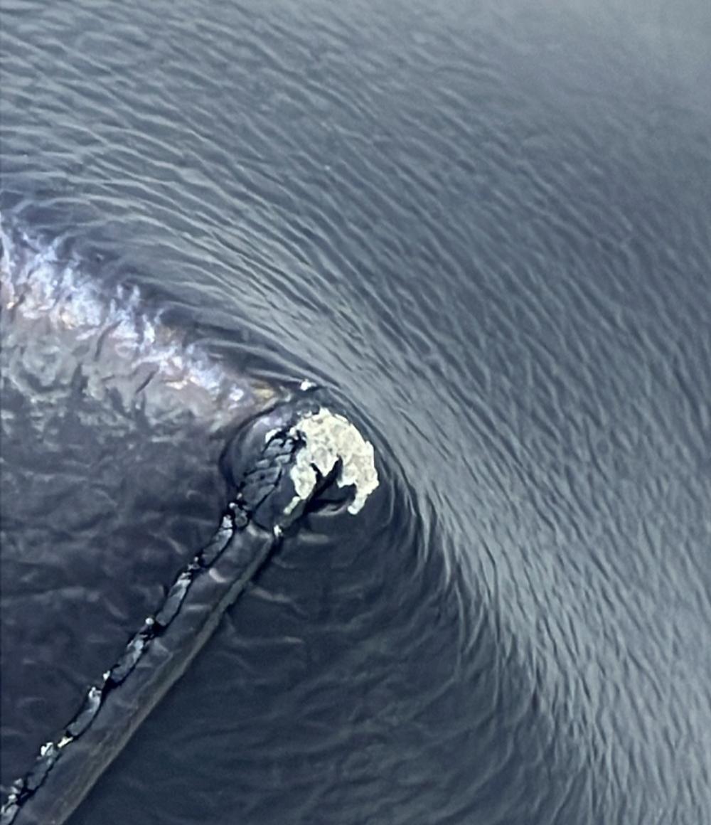 マイケルコース トートバッグ ショルダーバッグ 肩掛け レディース MICHAEL KORS