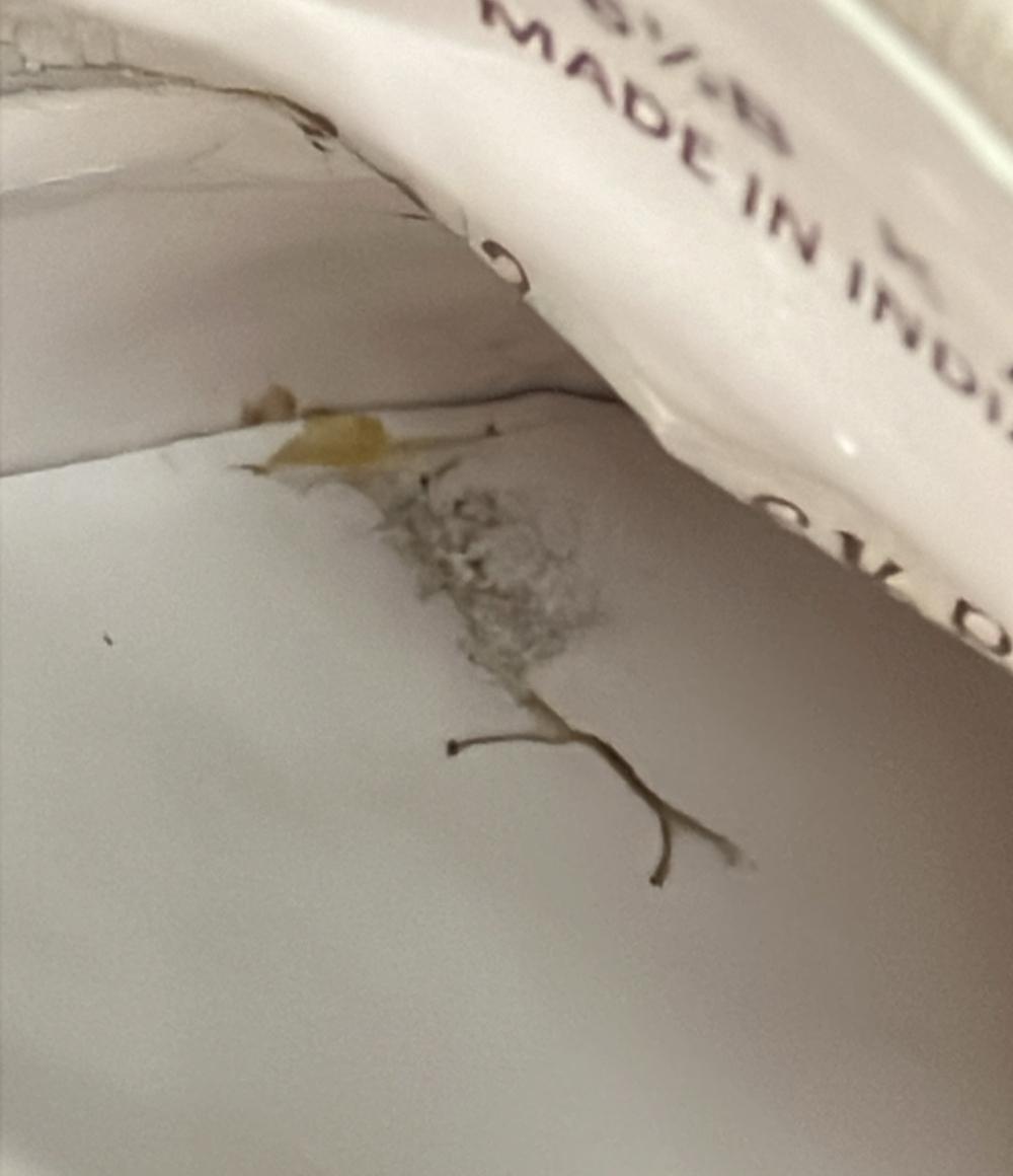 コールハーン サブリナシューズ レディース SIZE 6 1/2 (M) COLE HAAN