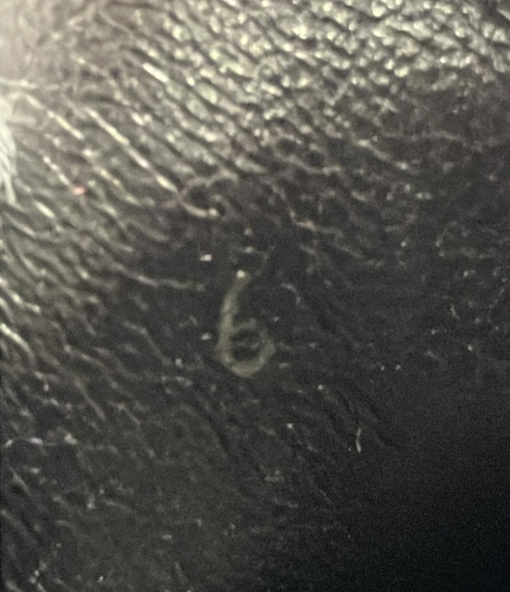 セルジオロッシ ドレスシューズ メンズ SIZE 6 (S) Sergio Rossi