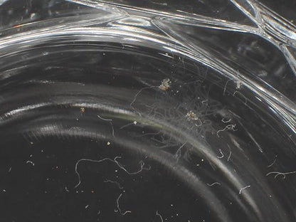 バカラ グラス タンブラー 2点セット ペア ブラーヴァ Baccarat